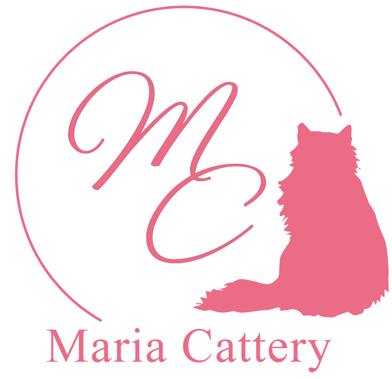 ブリティッシュショートヘアやスコティッシュフォールドなど猫をお探しならペットショップの前に稲沢市のMaria Cattery（マリアキャッテリー）へ。