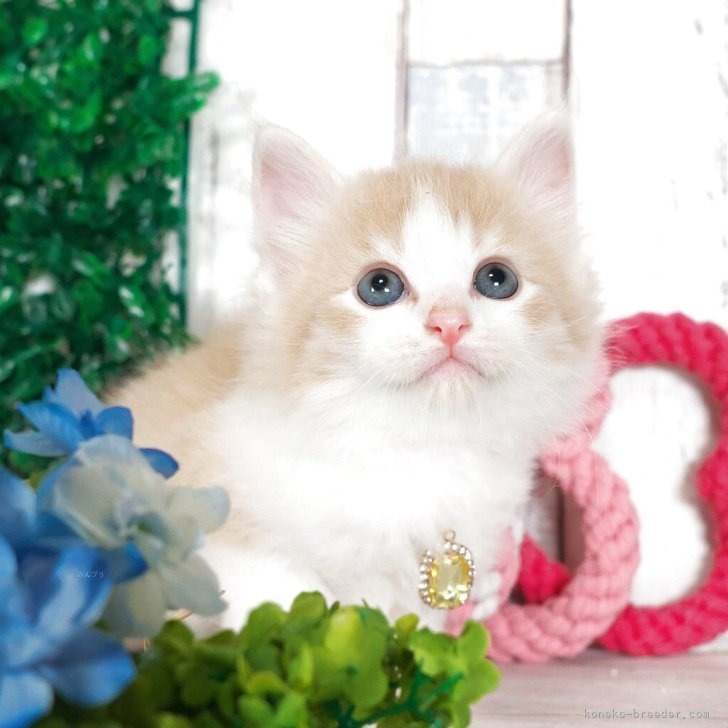 ノルウェージャンフォレストキャット